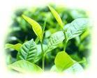 EGCG (Green Tea Extract)