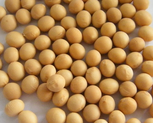 Soybean By KOYO IMPORT & EXPORT CO., LTD.