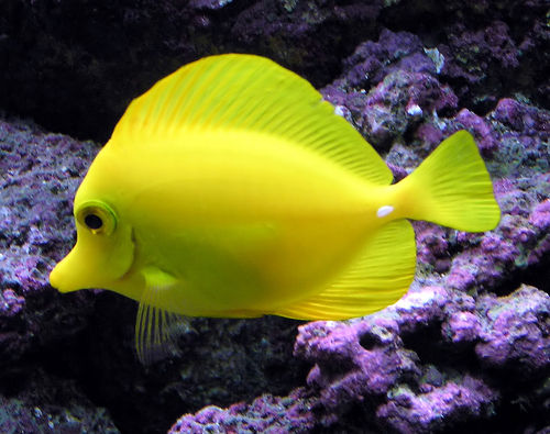 Aquarium Fishes