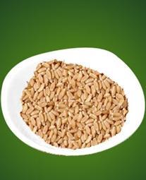 Wheat Grain Mewar