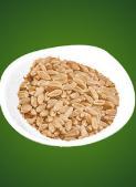 Wheat Grain Shekhawati