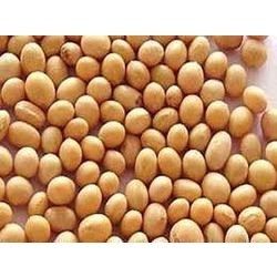 Soybean 