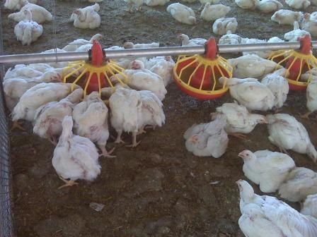 Poultry Feeding Systems