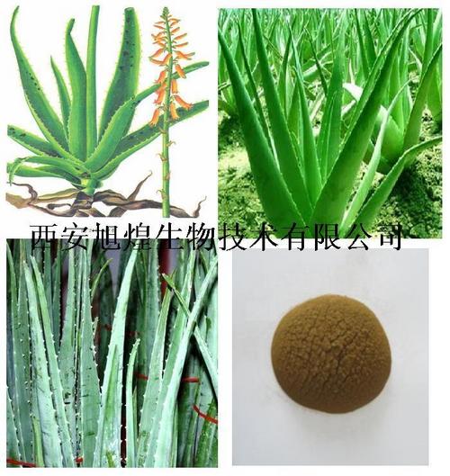 Aloe Vera Extract