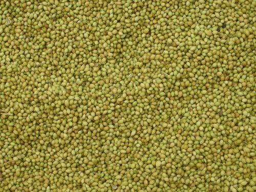 Coriander Seeds