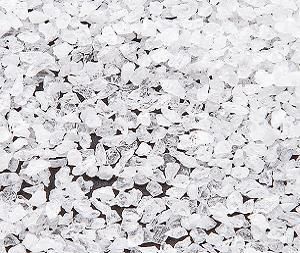 White Aluminum Oxide Grits