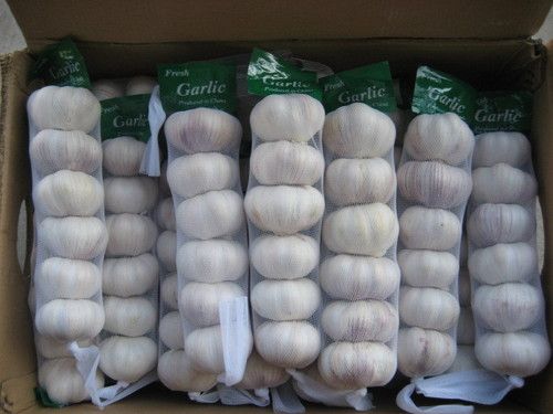 Fresh Normal And Pure White Garlic