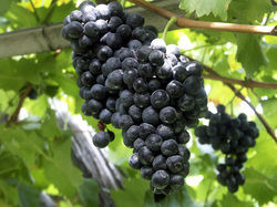 Black Grapes