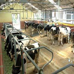 Dairy Farms Design, Execution For 50 - 1000 Herds Services