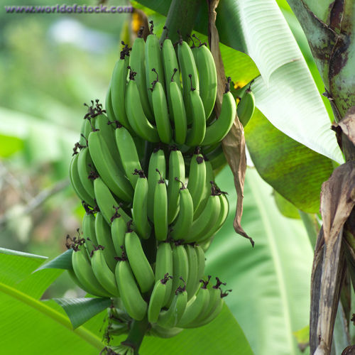 Fresh Banana