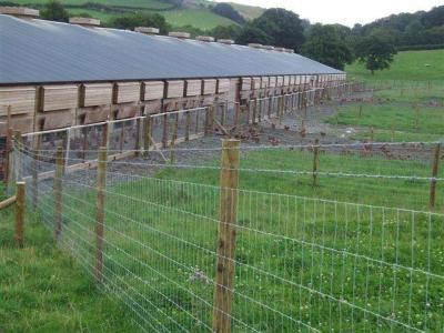 Cattle Fence