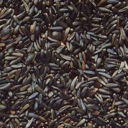 Niger Seeds