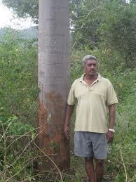 Melia Dubia Trees