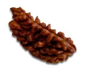 1 Mukhi Rudraksha