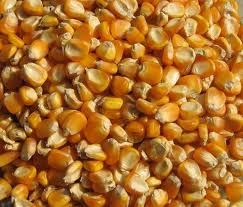 Yellow Corn And Maize