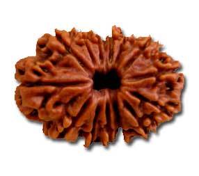 14 Mukhi Rudraksha