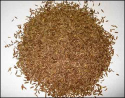 Caraway Oil