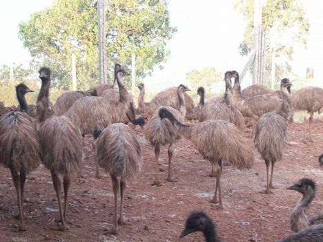 Emu Breeder