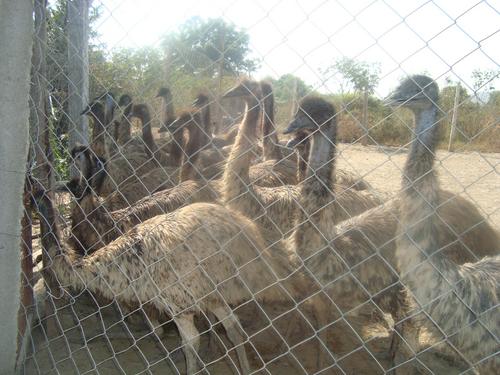 Emu Farming By BHAVANI ARGO FARM AND HACHARIES