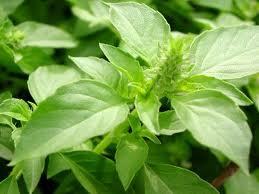 100% Pure And Natural Basil Oil (Ocimum Besilicum)