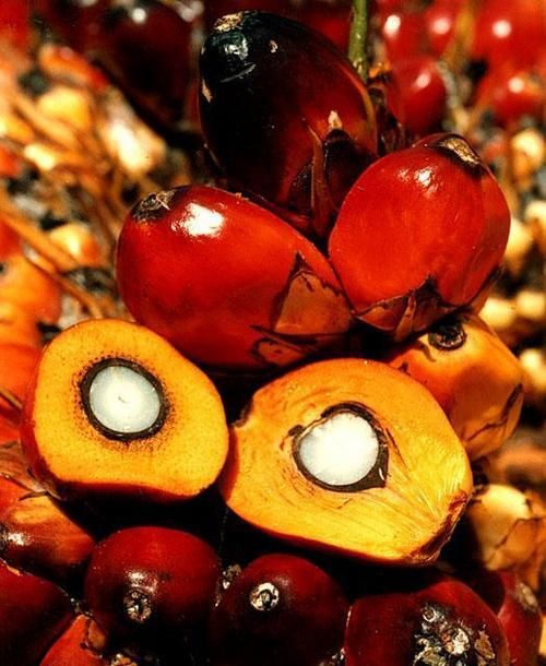 Crude Palm Oil