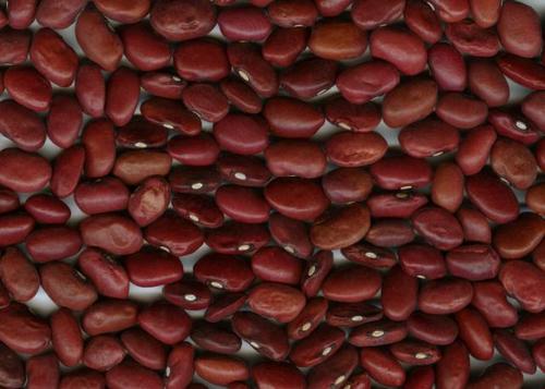 Red Kidney Bean