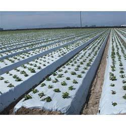 Biodegradable & Compostable Agricultural Mulch Film