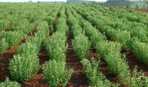 Organic Stevia Plants