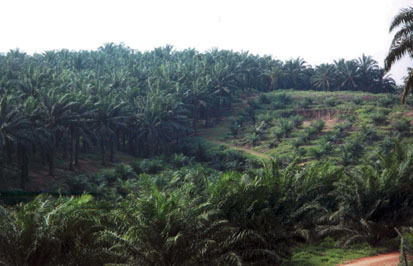 Crude And Refined Palm Oil