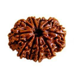 10 Mukhi Nepali Rudraksha