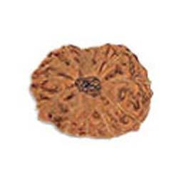 13 Mukhi Indonesian Rudraksha