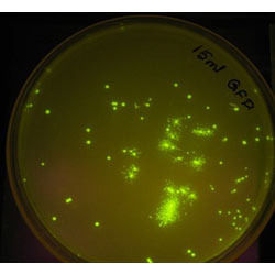 Bacterial Transformation (GFP Plasmid) Teaching Kit