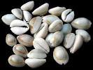 Cowry Shells