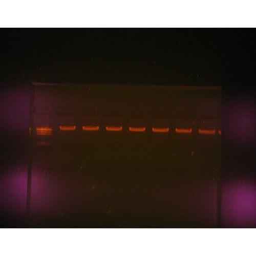 Dna Extraction Teaching Kit