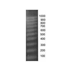 DNA Ladders And Markers