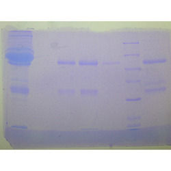 Protein Separation And Analysis Teaching Kits