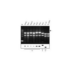 RNA Extraction Teaching Kit