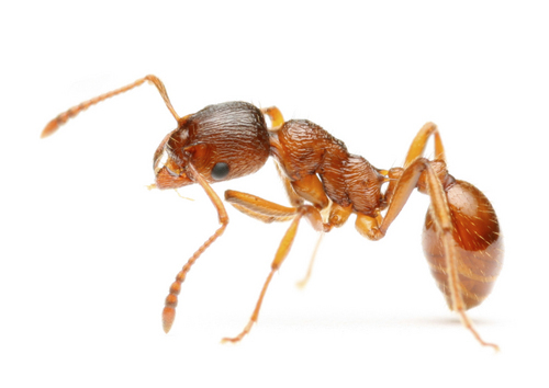 Ant Treatment Pest Control By CITY PEST CONTROL SERVICE PVT. LTD.