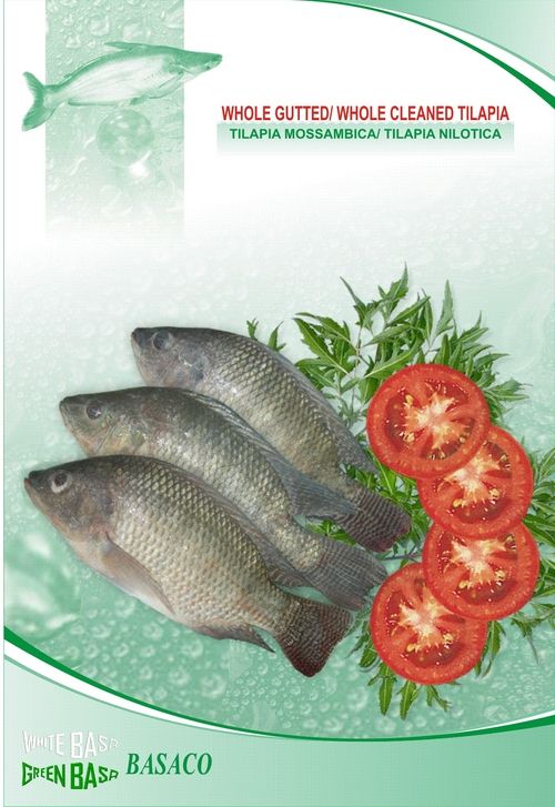 Frozen Whole Tilapia