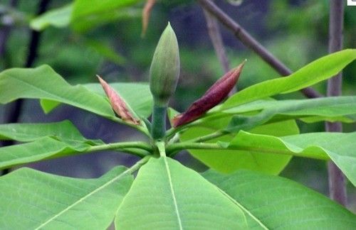 Magnolia Officinalis P. E