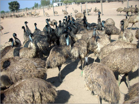 Emu Birds