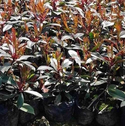 Photinia