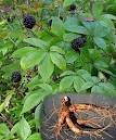 Siberian Ginseng