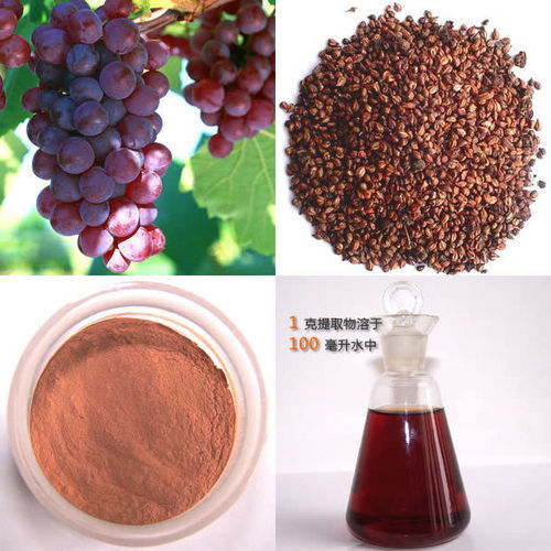 Grape Seed P.E - Vitis Vinifera L. 95% Proanthocyanidin UV Extract | Red-Brown Fine Powder, Anti-Oxidation & Anti-Cancer Properties, Vascular Health Benefits