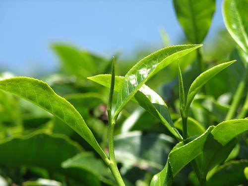 Green Tea P.E.