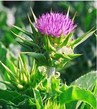 Milk Thistle Extract - Premium Quality Silymarin Concentrate | Powerful Liver Protection, Antioxidant Benefits, Supports Liver Cell Growth