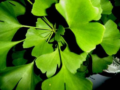 Ginkgo Biloba P.e.