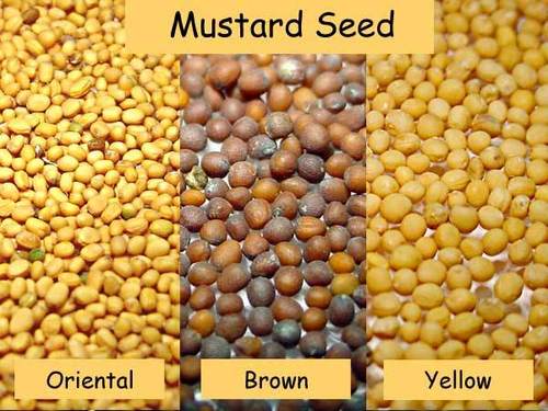 Mustard Seeds In Urdu