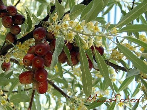 Olive Seeds