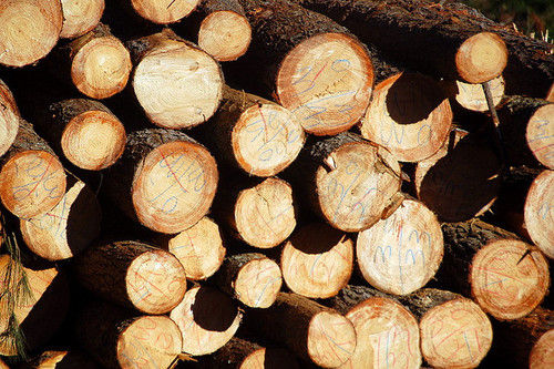 Pine Logs